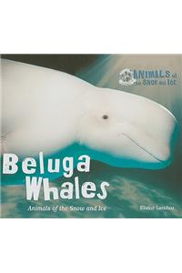 Beluga Whales