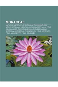 Moraceae: Antiaris, Artocarpus, Brosimum, Ficus, Maclura, Morus, Artocarpus Altilis, Ficus Macrophylla, Ficus Obliqua, Higo, Fic