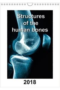 Structures of the human bones 2018