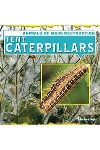 Tent Caterpillars