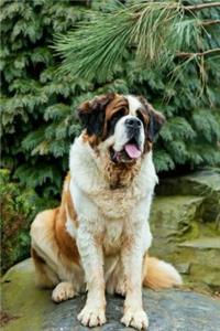 St. Bernard