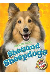 Shetland Sheepdogs