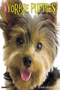 Just Yorkie Puppies 2018 Wall Calendar (Dog Breed Calendar)