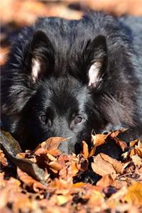 Belgian Shepherd Dog Groenendael Laying in the Leaves Journal
