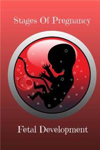Stages of pregnancy Fetal Development