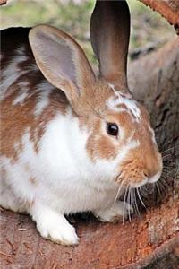 Too Cute Brown and White Domestic Rabbit Journal: 150 Page Lined Notebook/Diary