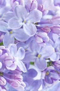 Lilac Mini Notebook