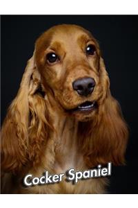 Cocker Spaniel