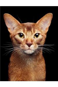 Abyssinian