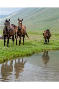 Rocky Mountain Horse