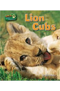 Lion Cubs