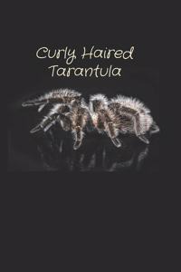 Curly Haired Tarantula notedbook