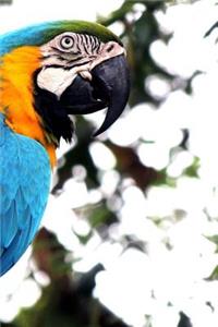 Macaw Notebook