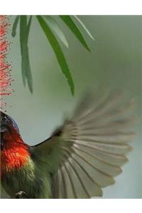 Hummingbird Notebook