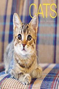 CATS WIRO W 2019