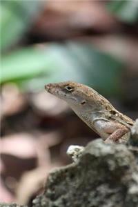 Gekko on a Rock Journal