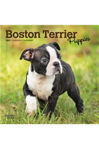 Boston Terrier Puppies 2021 Mini 7x7