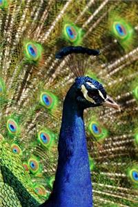 Peacock with a Full Display of Feathers Journal