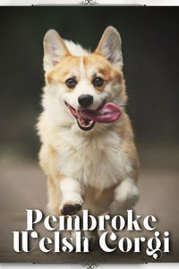 Pembroke Welsh Corgi