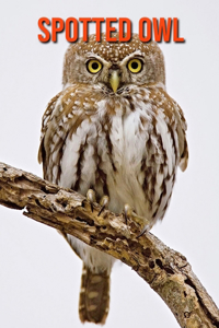 Spotted Owl