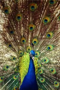 Gift Peacock Blank Journal For Woman