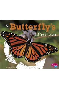 Butterfly's Life Cycle