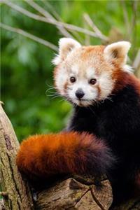 Mind Blowing Cute Red Panda Sitting BY Himself 150 Page lined journal