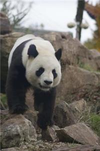 Panda Bear on a Walk Animal Journal