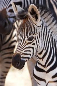 An Adorable Baby Burchell's Zebra Foal Journal