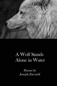 A Wolf Stands Alone in Water