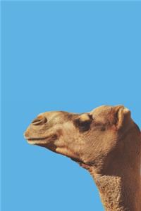 Camel Journal