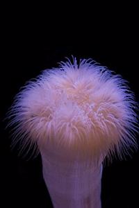 Anemone Journal