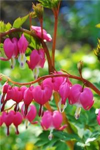 Bleeding Heart Pink Flowers in a Spring Garden Journal