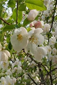 Springtime 2019 Daily Planner Beautiful Flowering Tree 384 Pages