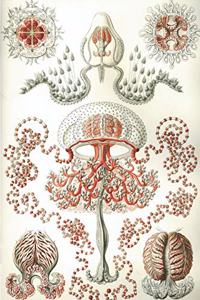 Haeckel Scientific Biological Art Notebook