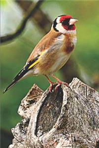 Goldfinch Bird Watchers Lovers