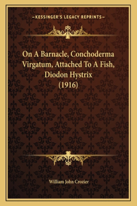 On A Barnacle, Conchoderma Virgatum, Attached To A Fish, Diodon Hystrix (1916)