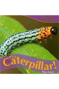 It's a Caterpillar!