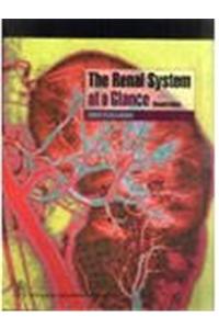 The Renal System At A Glance