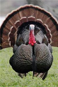 Wild Male Turkey Animal Journal