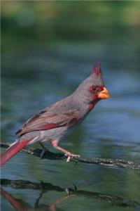 Desert Cardinal Bird Journal