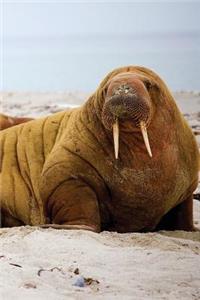 Walrus Beach Journal