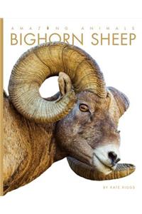 Amazing Animals: Bighorn Sheep