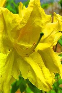Springtime 2019 Weekly Planner Yellow Bloom Full 134 Pages