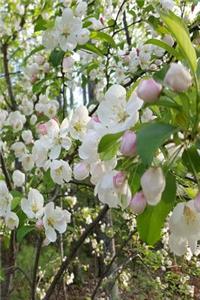Springtime 2019 Daily Planner Flowering Tree Branches 384 Pages