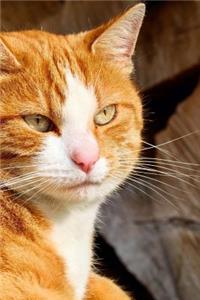 Orange and White Ginger Cat Journal