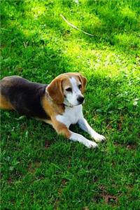 A Beagle Got it Made in the Shade Journal