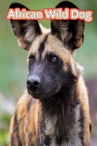 African Wild Dog