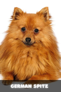 German Spitz