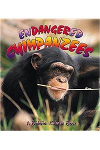 Endangered Chimpanzees
